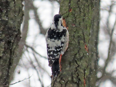 Dendrocopos leucotos