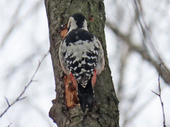 Dendrocopos leucotos