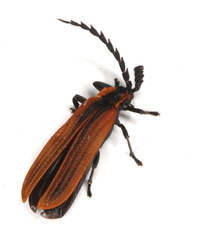 Trichalus ampliatus