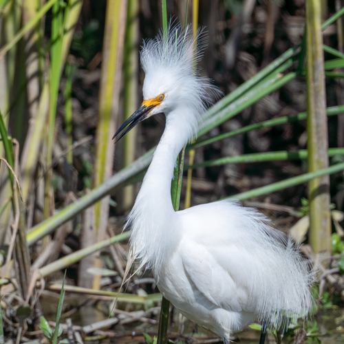 Snowy Egret photographed in Nebraska