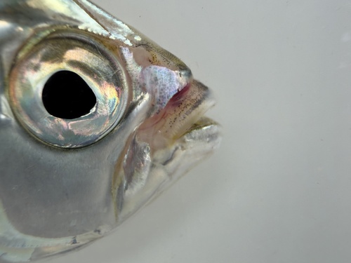 Rhomboid ponyfish (Gazza rhombea) — Leiognathidae — 4