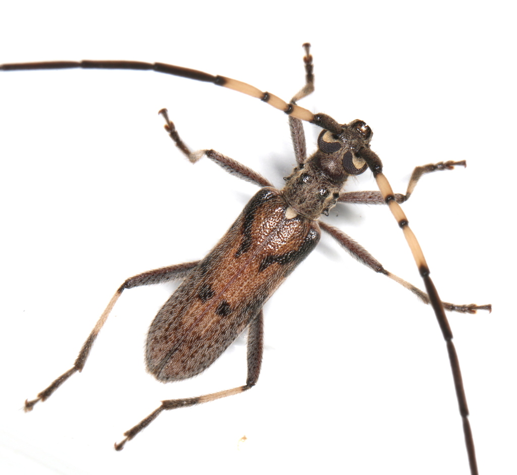 Didymocantha obliqua