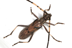 Didymocantha obliqua