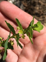 Phyllanthopsis phyllanthoides