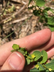Phyllanthopsis phyllanthoides