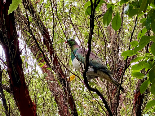 New Zealand Pigeon (Hemiphaga novaeseelandiae), photo 7