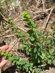 Phyllanthopsis phyllanthoides