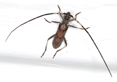 Didymocantha obliqua