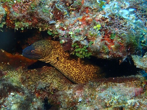 Leopard eel (Gymnothorax flavimarginatus) — Muraenidae