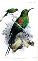 Scarlet-Tufted Sunbird photo 4