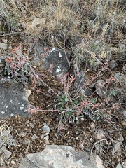 Eriogonum wootonii