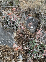 Eriogonum wootonii