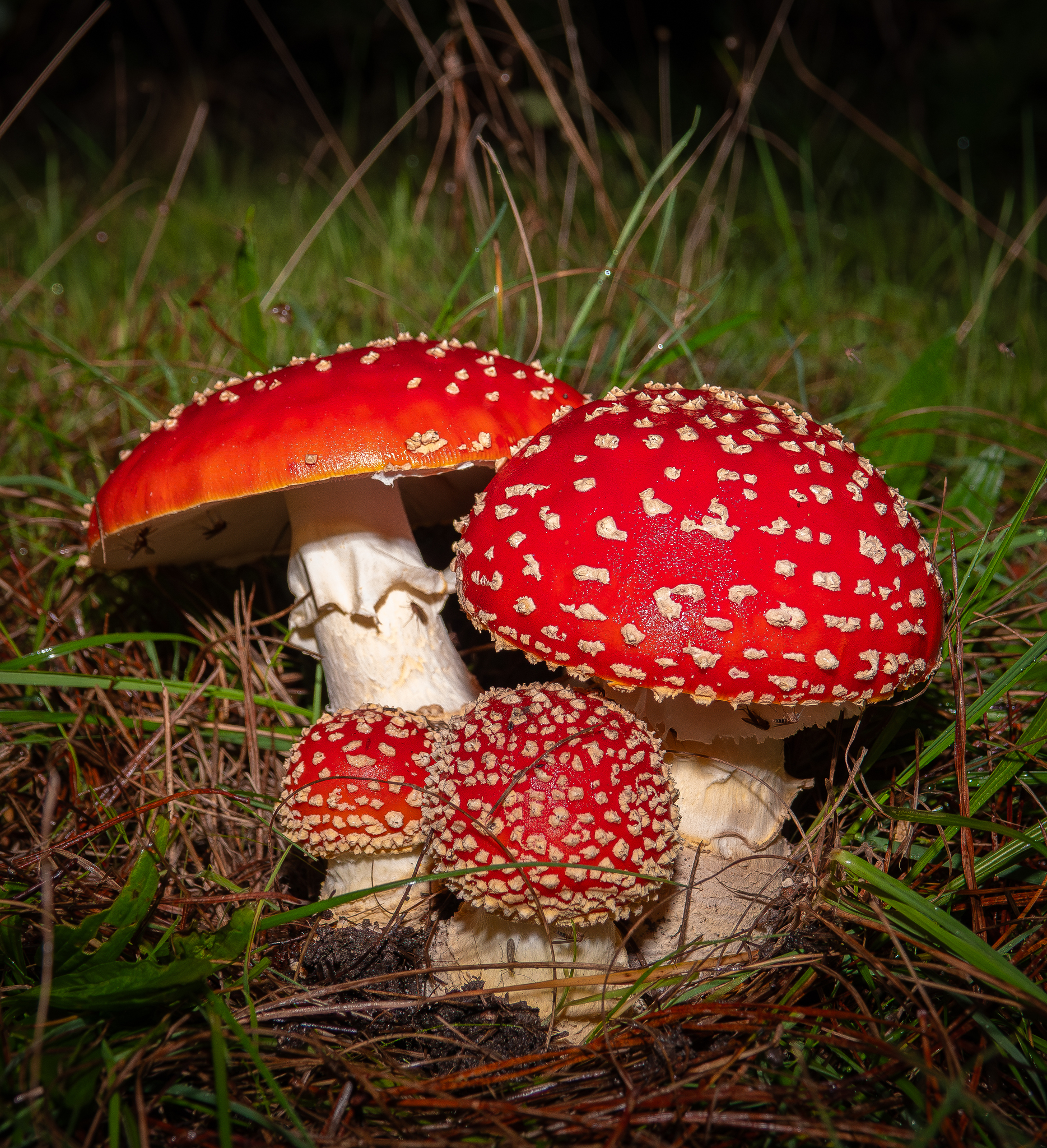 毒蠅鵝膏菌(Amanita muscaria) · 愛自然-臺灣(iNaturalist Taiwan), image size:1869x2048