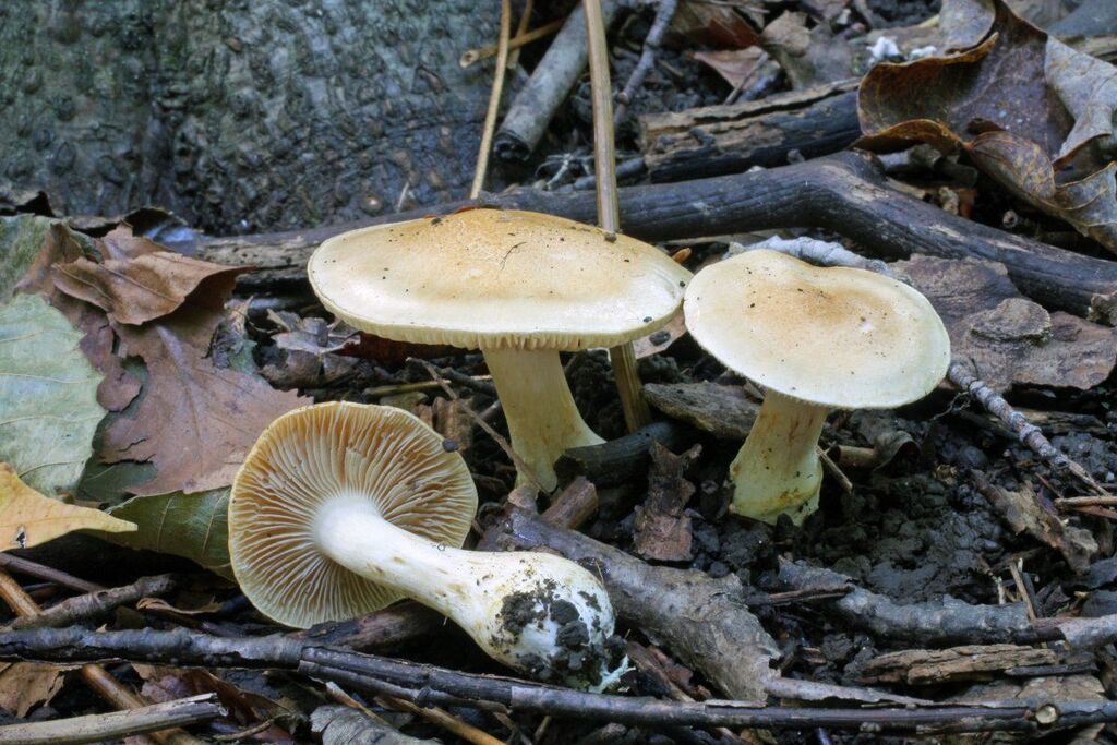 Phlegmacium luteoarmillatum