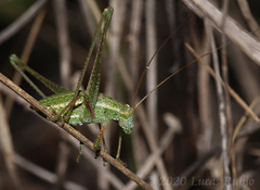 Anisophya punctinervis