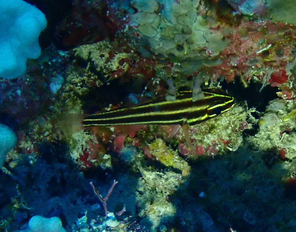 Blackbanded Soldierfish