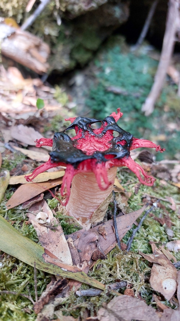 Aseroe rubra · December 2025 · photo: © tassietravelsblog (iNaturalist, cc0)