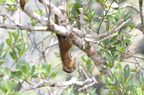 Borneo Black-banded Squirrel