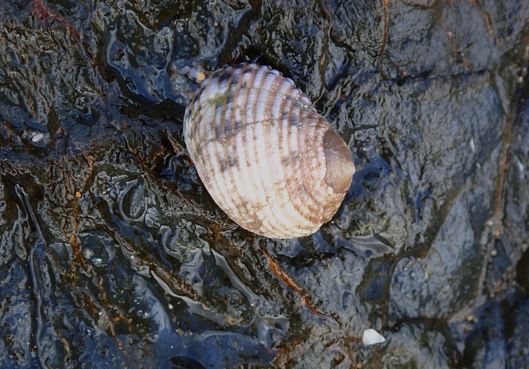 Nerita (Ritena) plicata