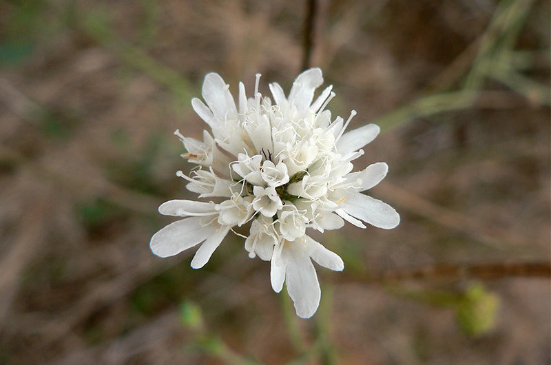 Pycnocomon