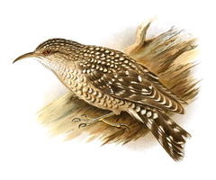 African Spotted Creeper photo 4