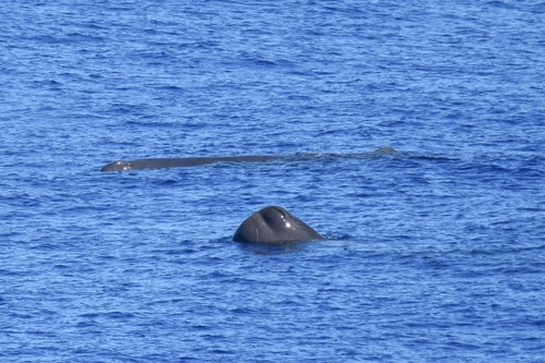 マッコウクジラ