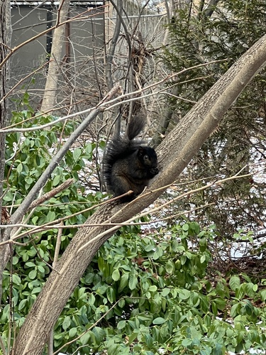 Eastern Gray Squirrel