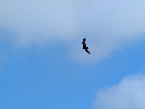Wedge-tailed Eagle (Aquila audax), photo 6