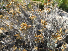 Helichrysum asperum