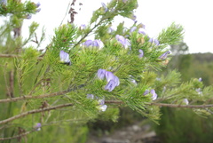 Psoralea diturnerae