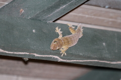 Gekko smithii