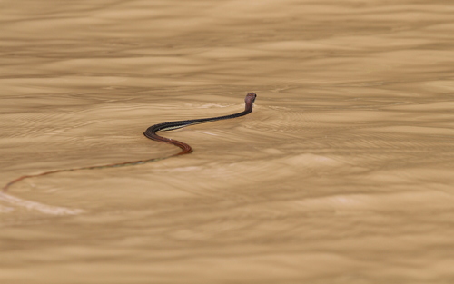 Gray Bronzeback, Dendrelaphis caudolineatus