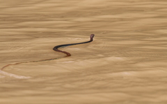 Dendrelaphis caudolineatus