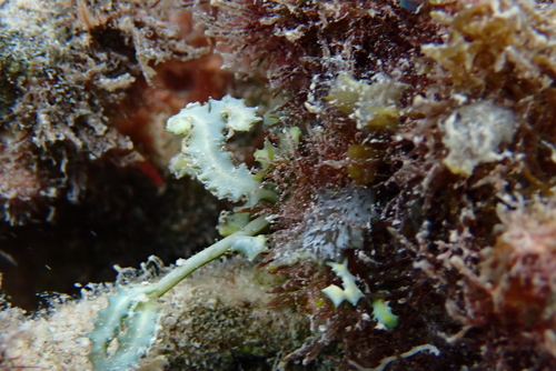 Caulerpa serrulata observed 2025-12-22