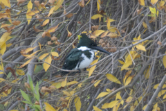 Chloroceryle amazona