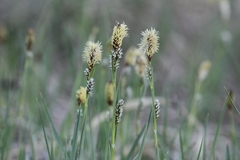 Carex meadii