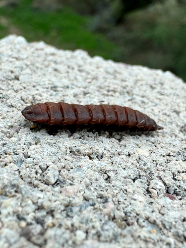 Unknown species found near Pencil Leaf Pl, Tucson, AZ, US