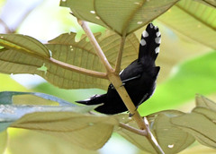 Microrhopias quixensis