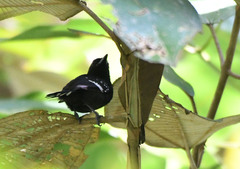 Microrhopias quixensis