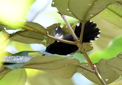 Microrhopias quixensis