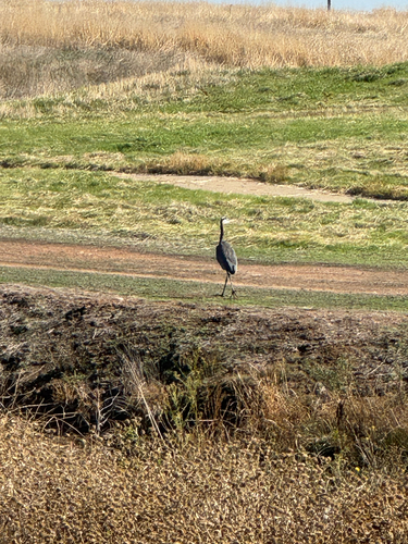 iNaturalist observation photo of Great Blue Heron
