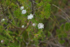 Phylica curvifolia