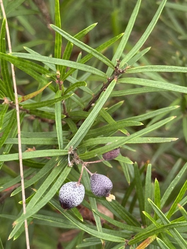 Austromyrtus tenuifolia observed 2026-01-01