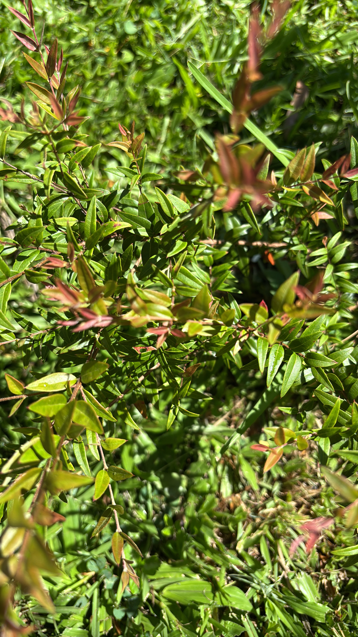 Photo by geraldine4184 via iNaturalist (Copyright geraldine4184)