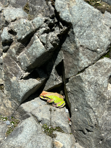 Pacific Tree Frog
