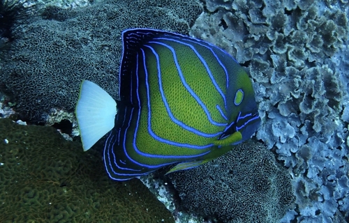 Pomacanthus annularis