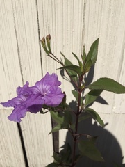 Ruellia simplex