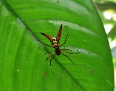 Micrathena brevipes