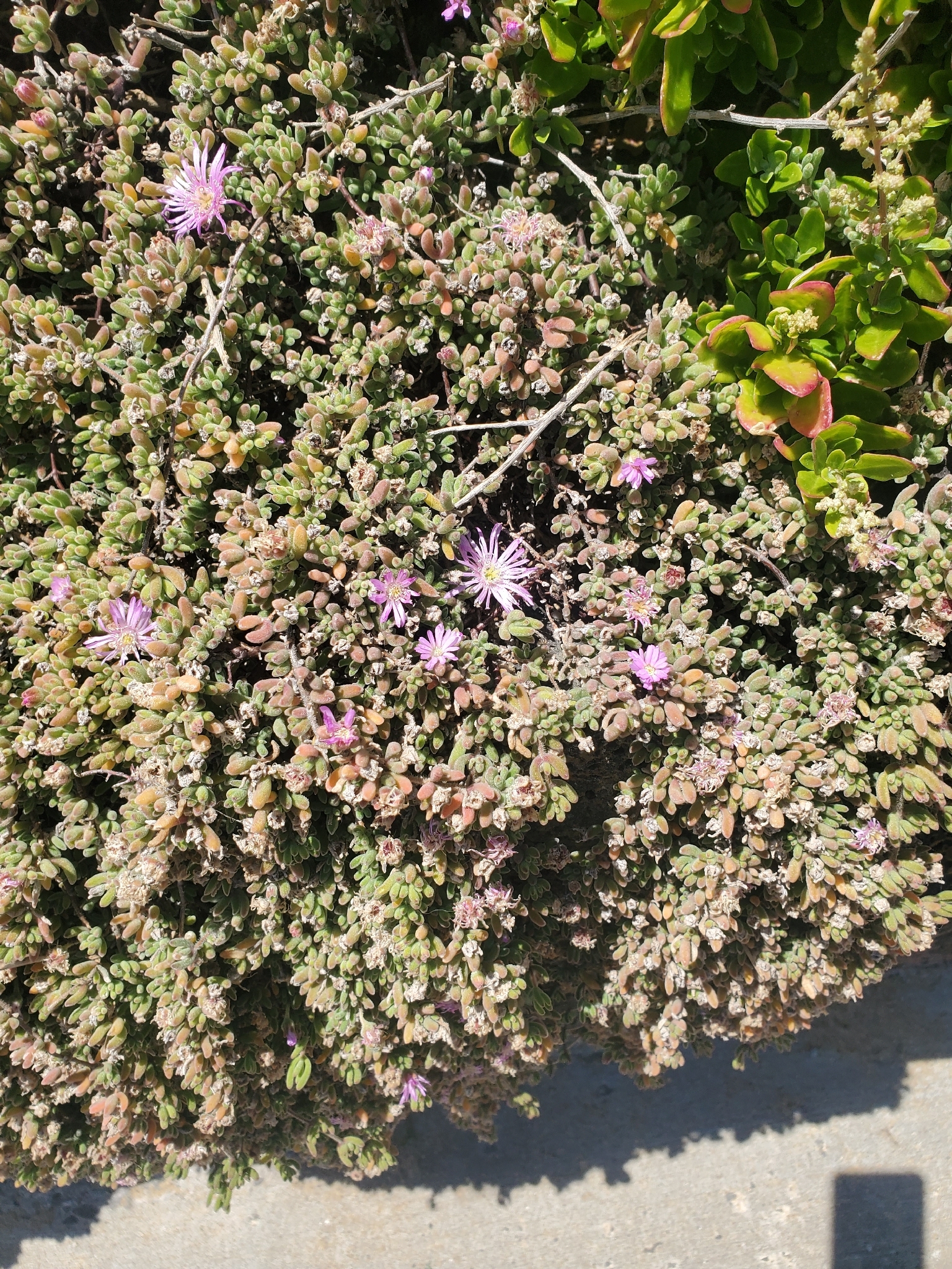 Dewflower