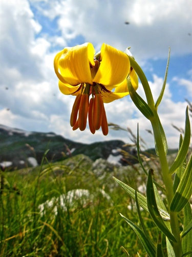 Lilium albanicum, photograph 5